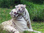 Parque Zoologico African Safari 